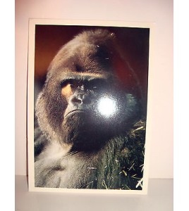 CARTE POSTALE  - COLLECTION VIE SAUVAGE LE GORILLE