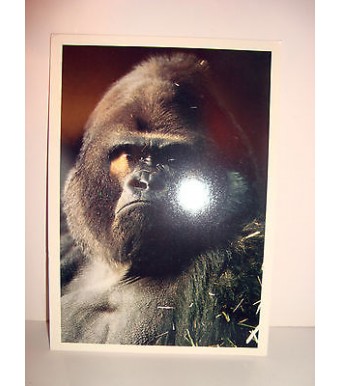 CARTE POSTALE  - COLLECTION VIE SAUVAGE LE GORILLE