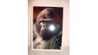 CARTE POSTALE  - COLLECTION VIE SAUVAGE LE GORILLE