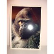 CARTE POSTALE  - COLLECTION VIE SAUVAGE LE GORILLE