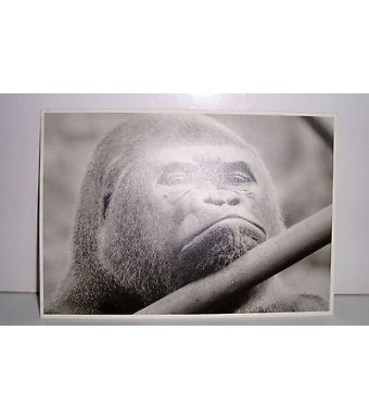 CARTE POSTALE  - GORILLE GORILLAZ