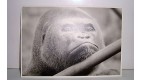 CARTE POSTALE  - GORILLE GORILLAZ